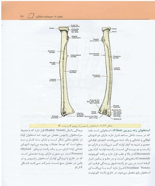 اناتومی عمومی - نمونه سوم - جزیره کتاب های الکترونیکی